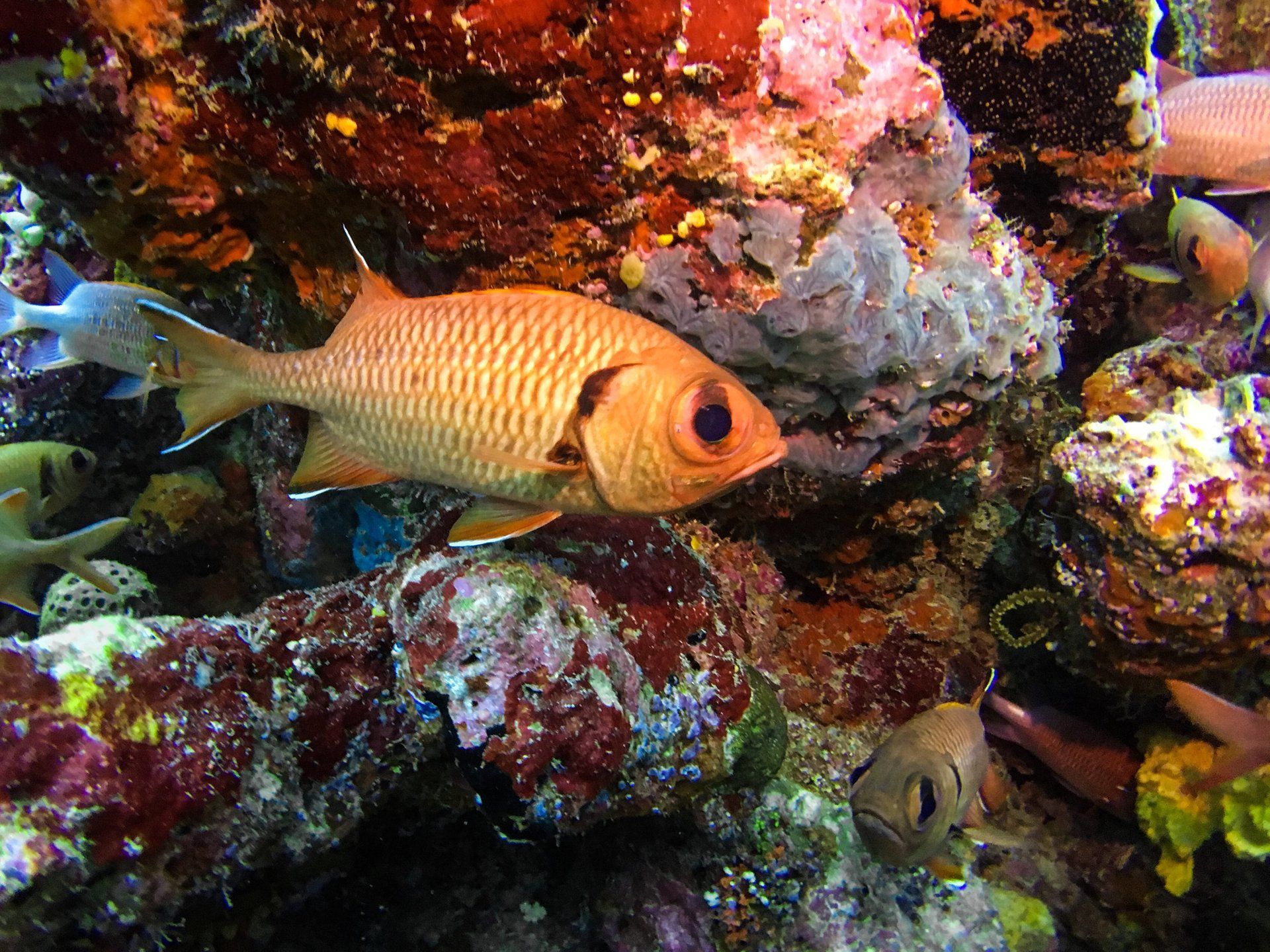 Bright orange, big eyed fish