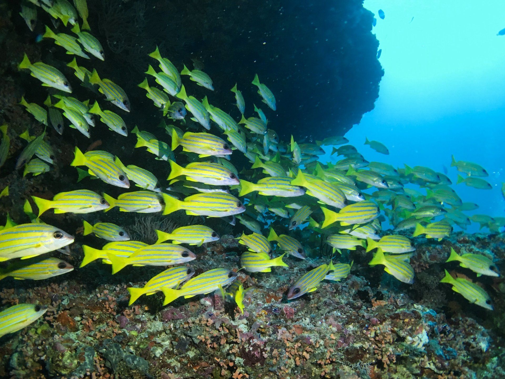School of yellow snapper