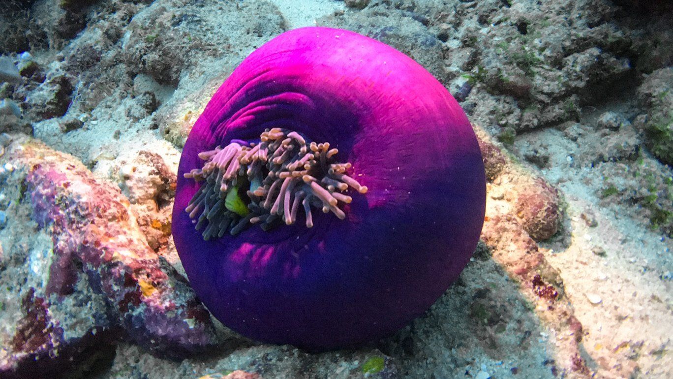 Bright purple anemone