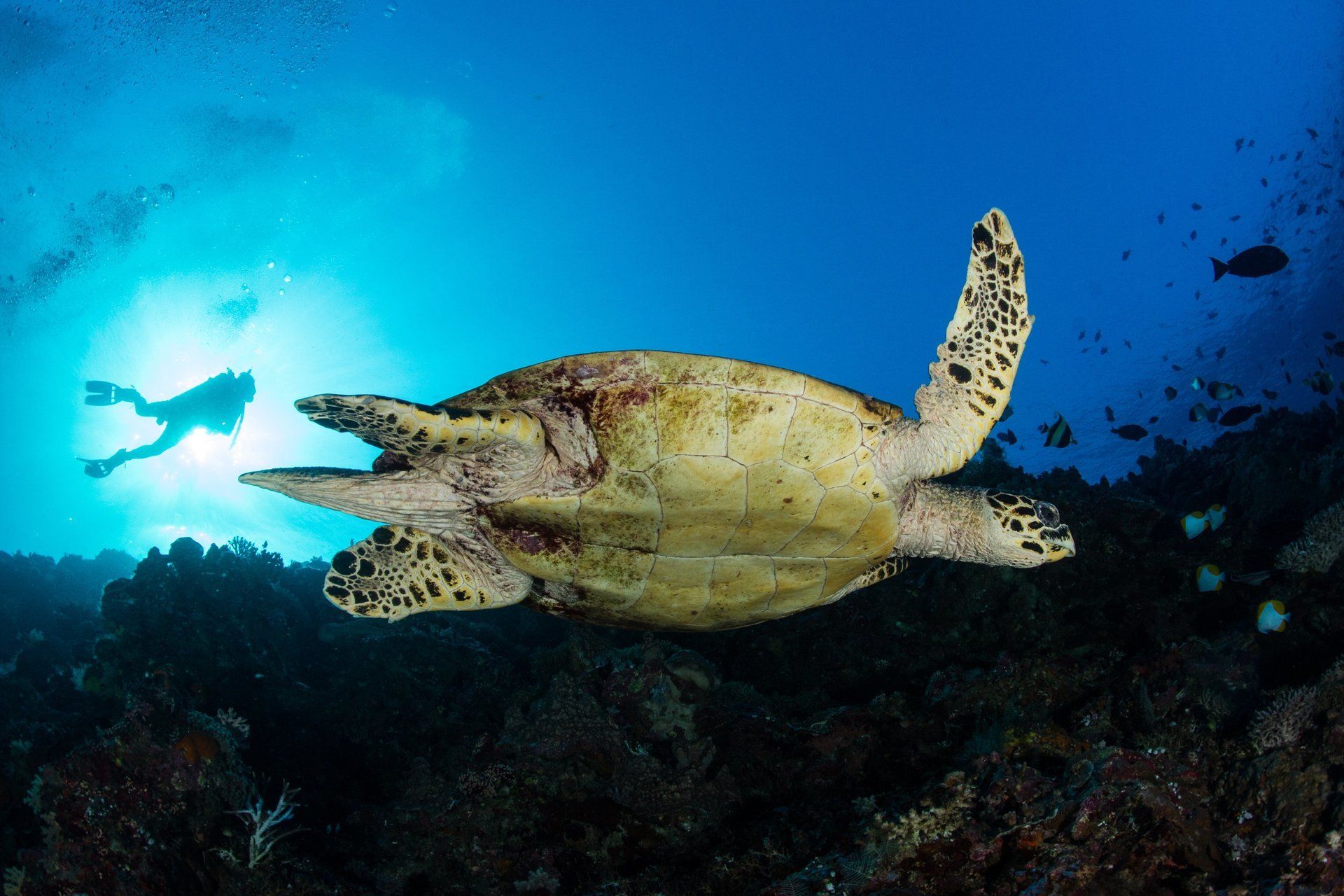 Looking up at a turtle and a diver at the surface