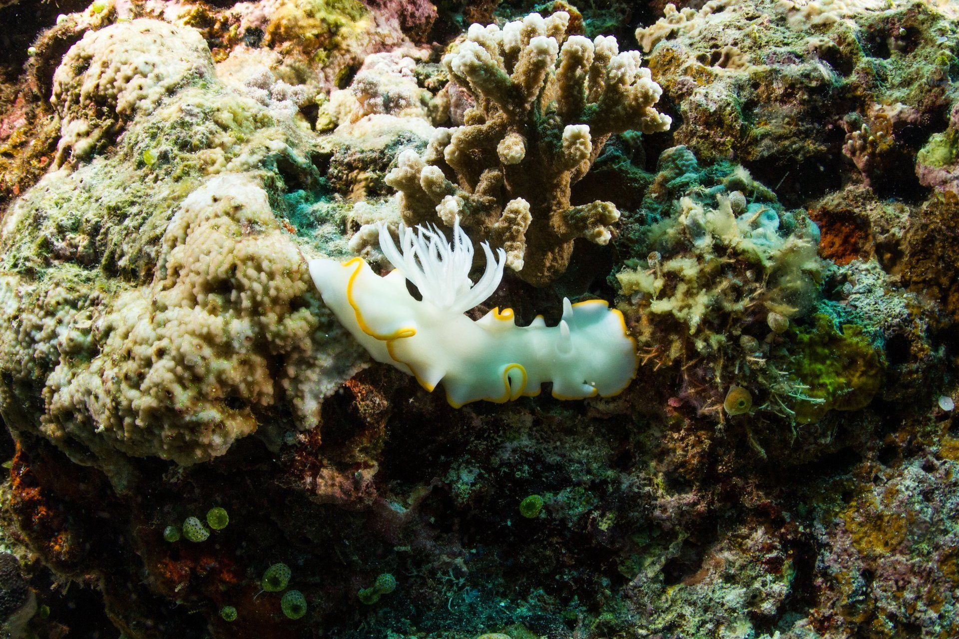 White nudibranch with yellow frills