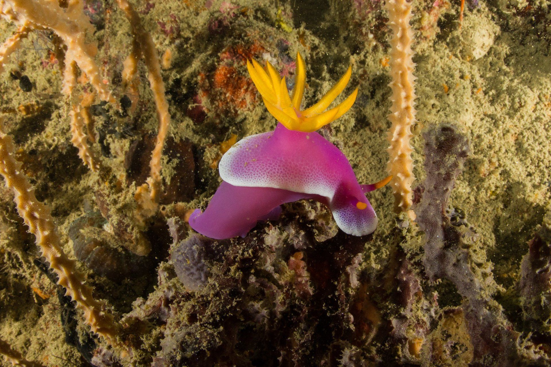 pink nudibranch with yellow spikes