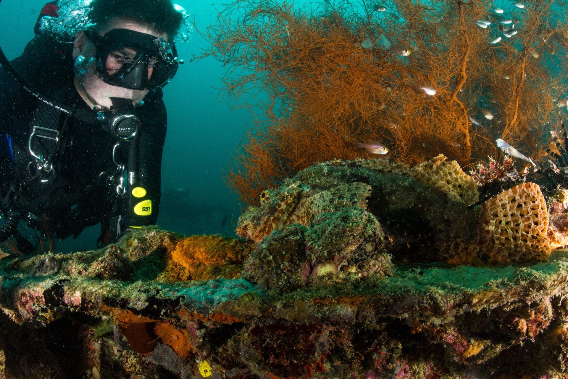 Diver and a stonefish