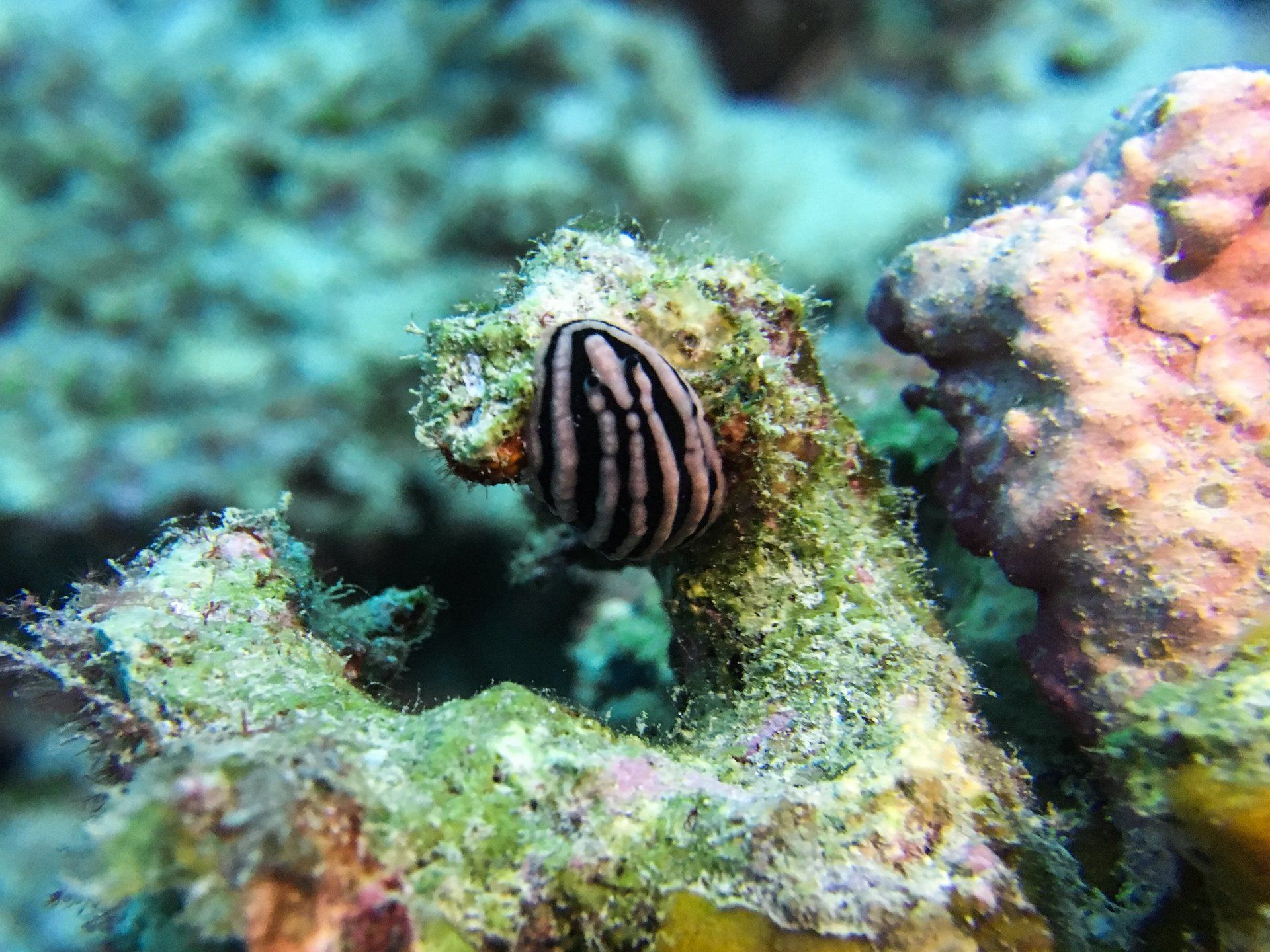 Black and White Nudibranch on coral