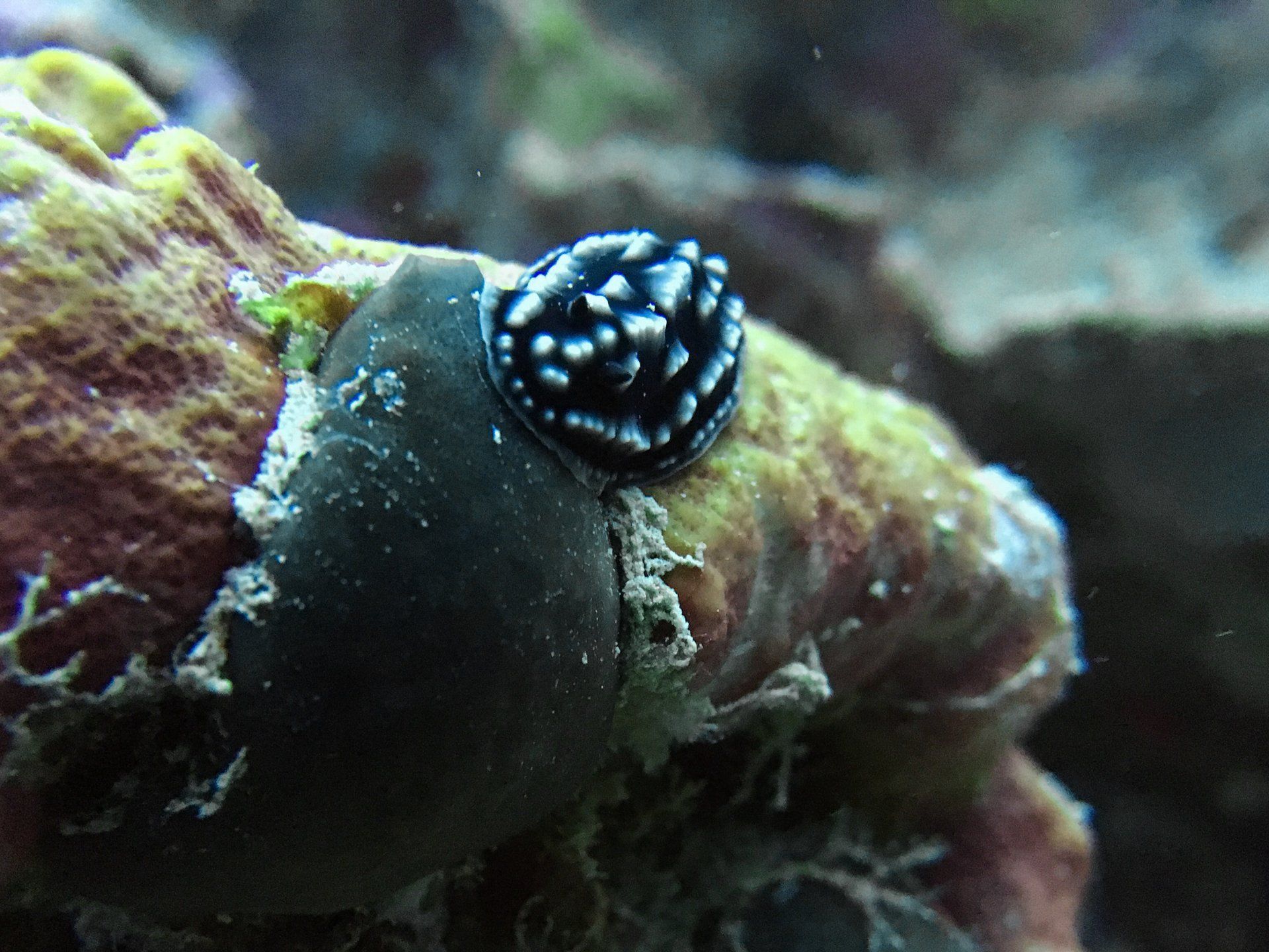 Black and white nudibranch