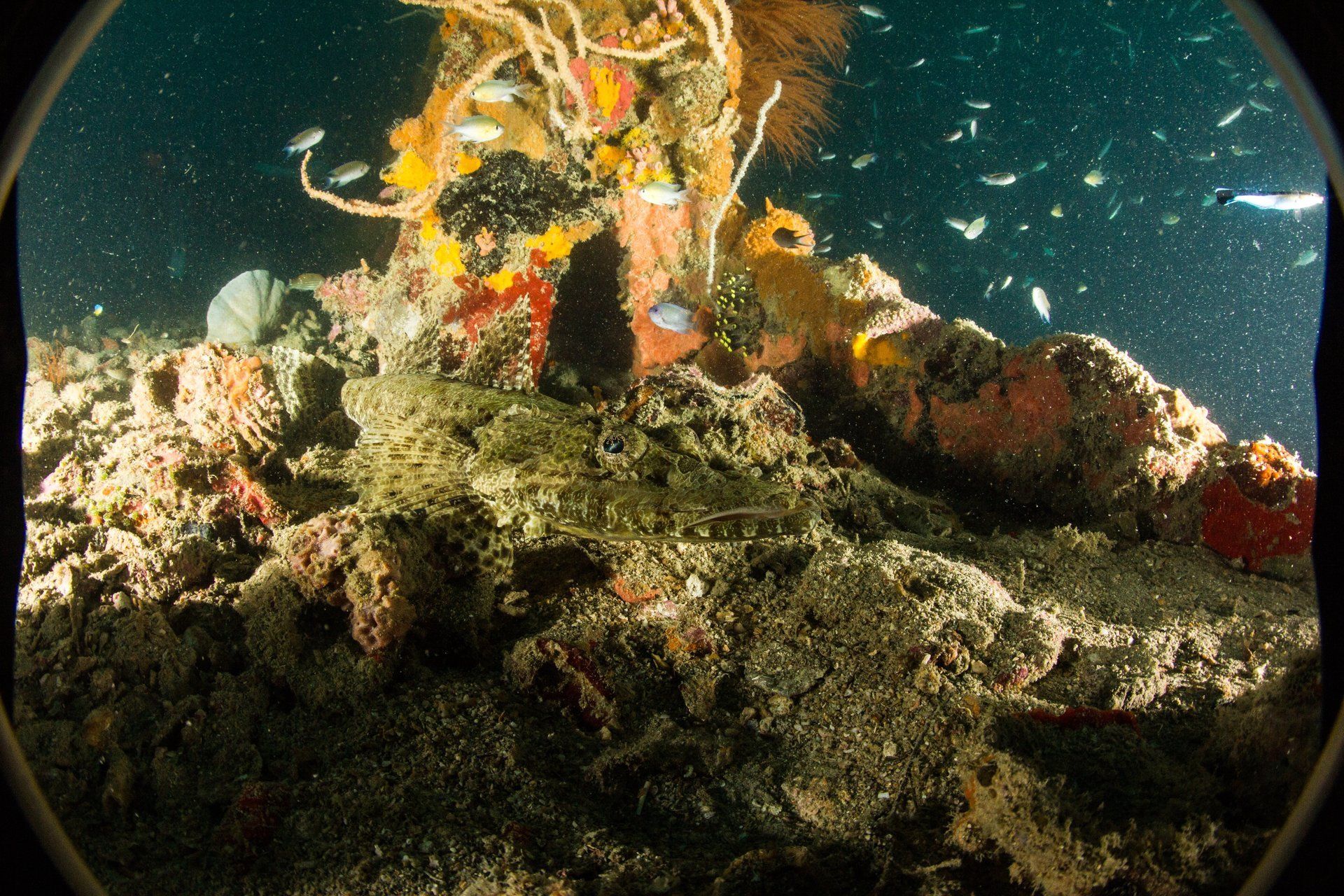 Stonefish blending into it's surroundings