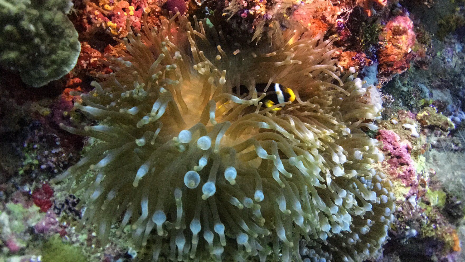 Anemone surrounded by vibrant coral