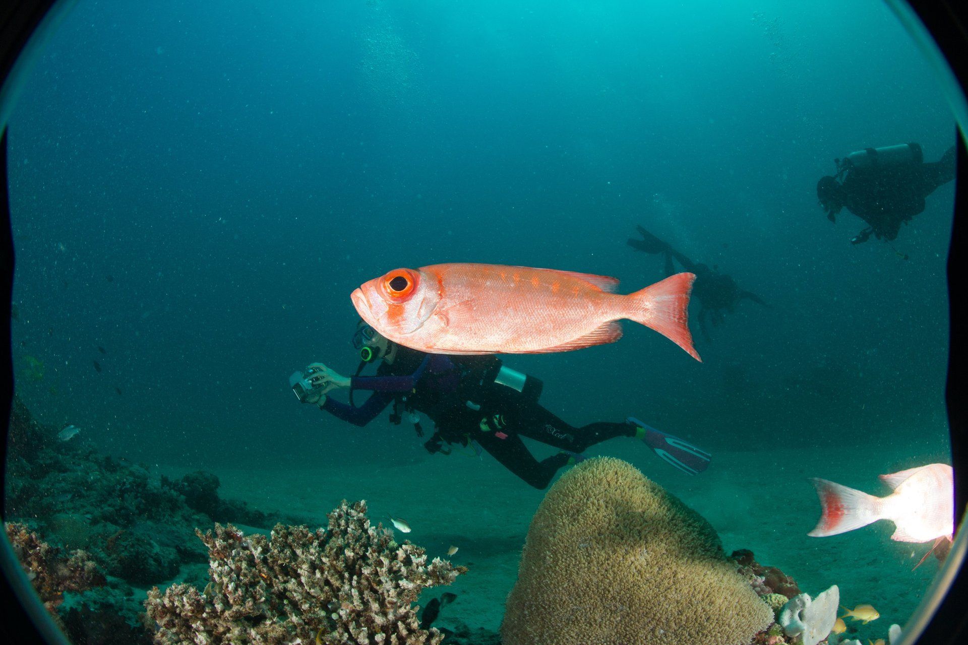 Single bright red fish