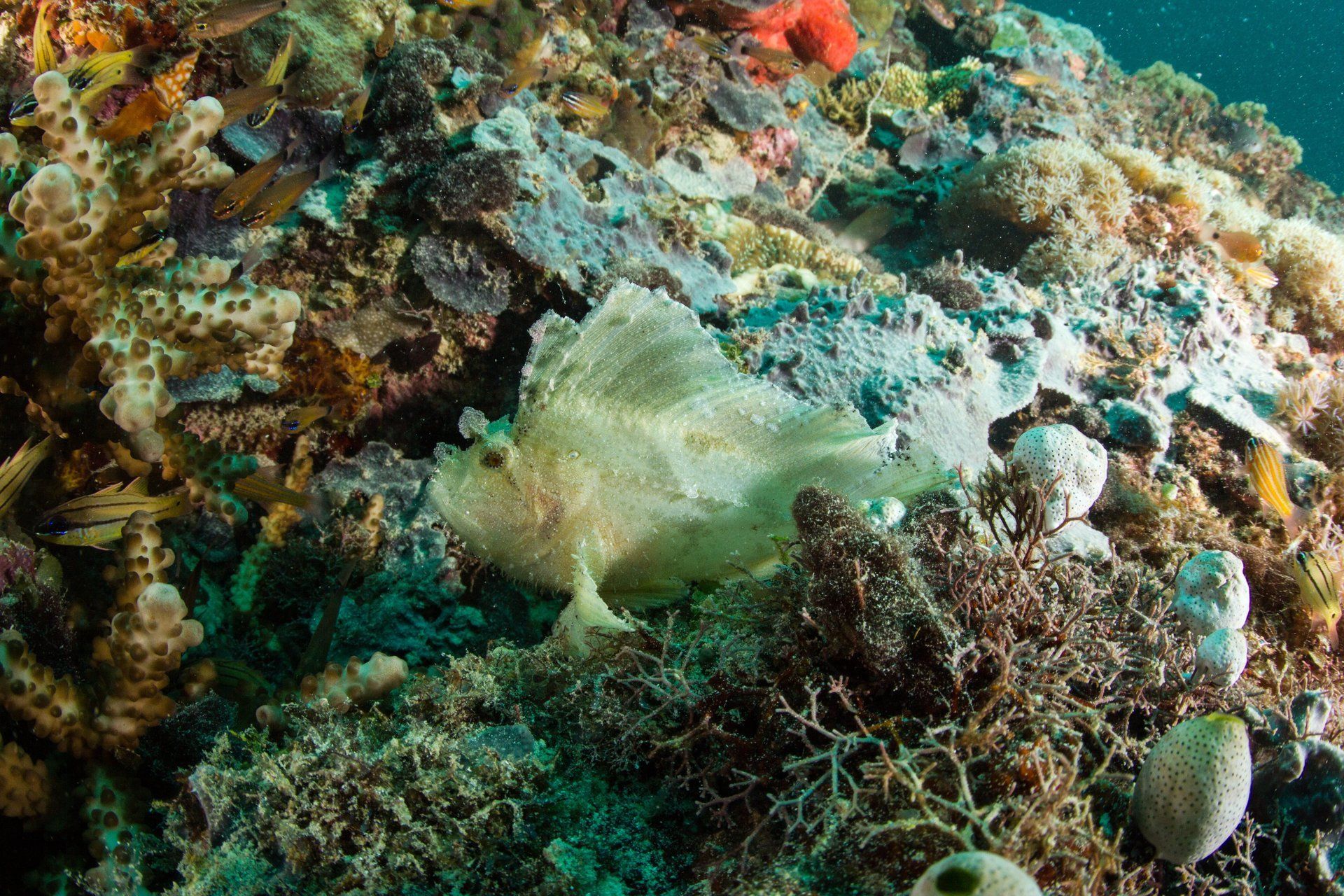 Frog fish camouflaging into the rocks and coral