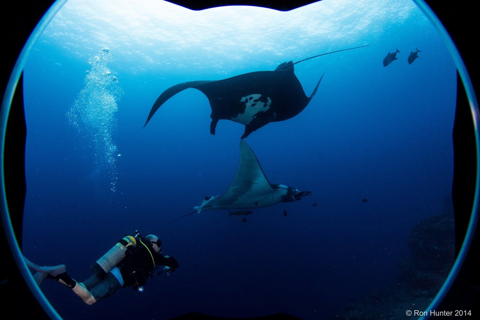 Two mantas and a diver