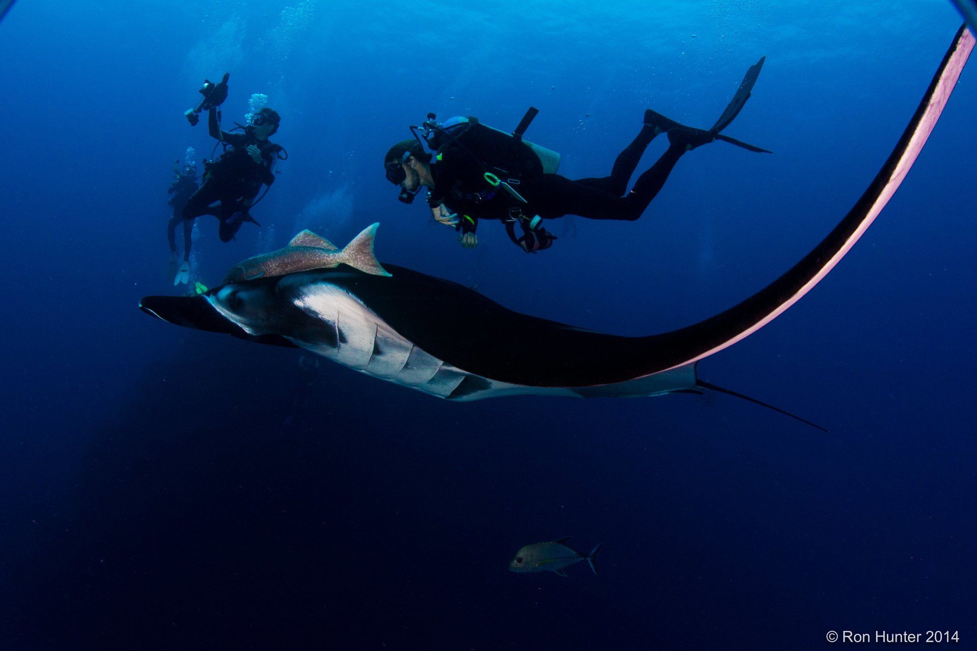 Diver swimming on top of a Manta Ray