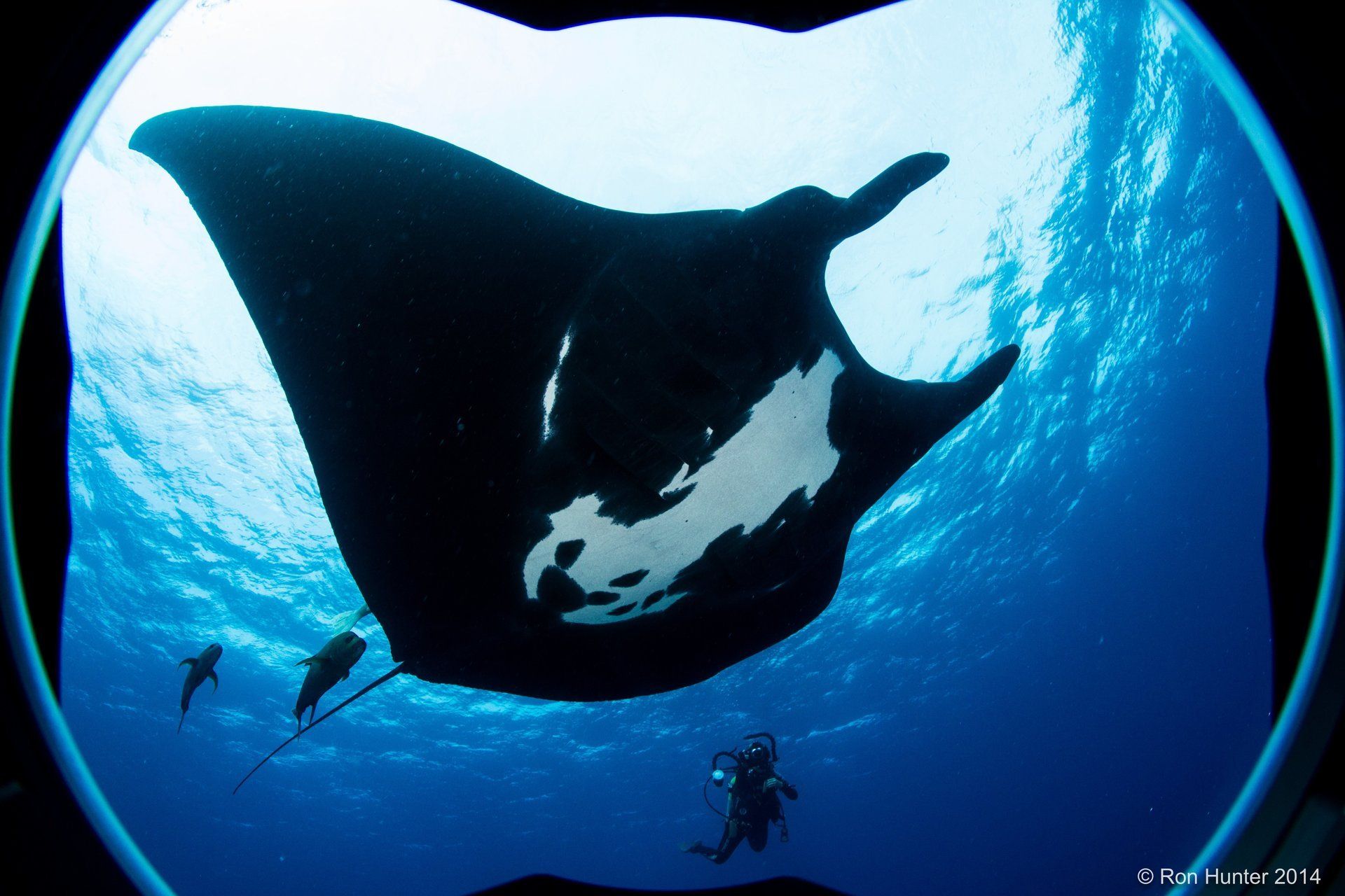 Close up of a black manta ray