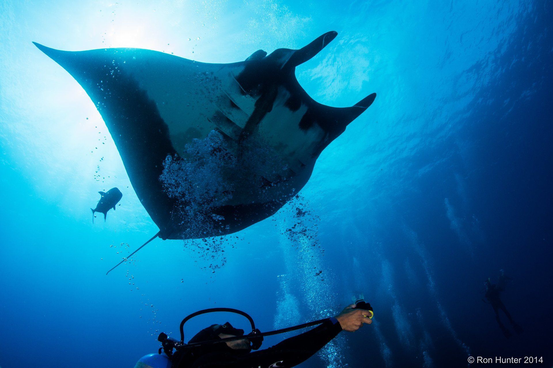 Manta Ray receiving bubbles from a diver