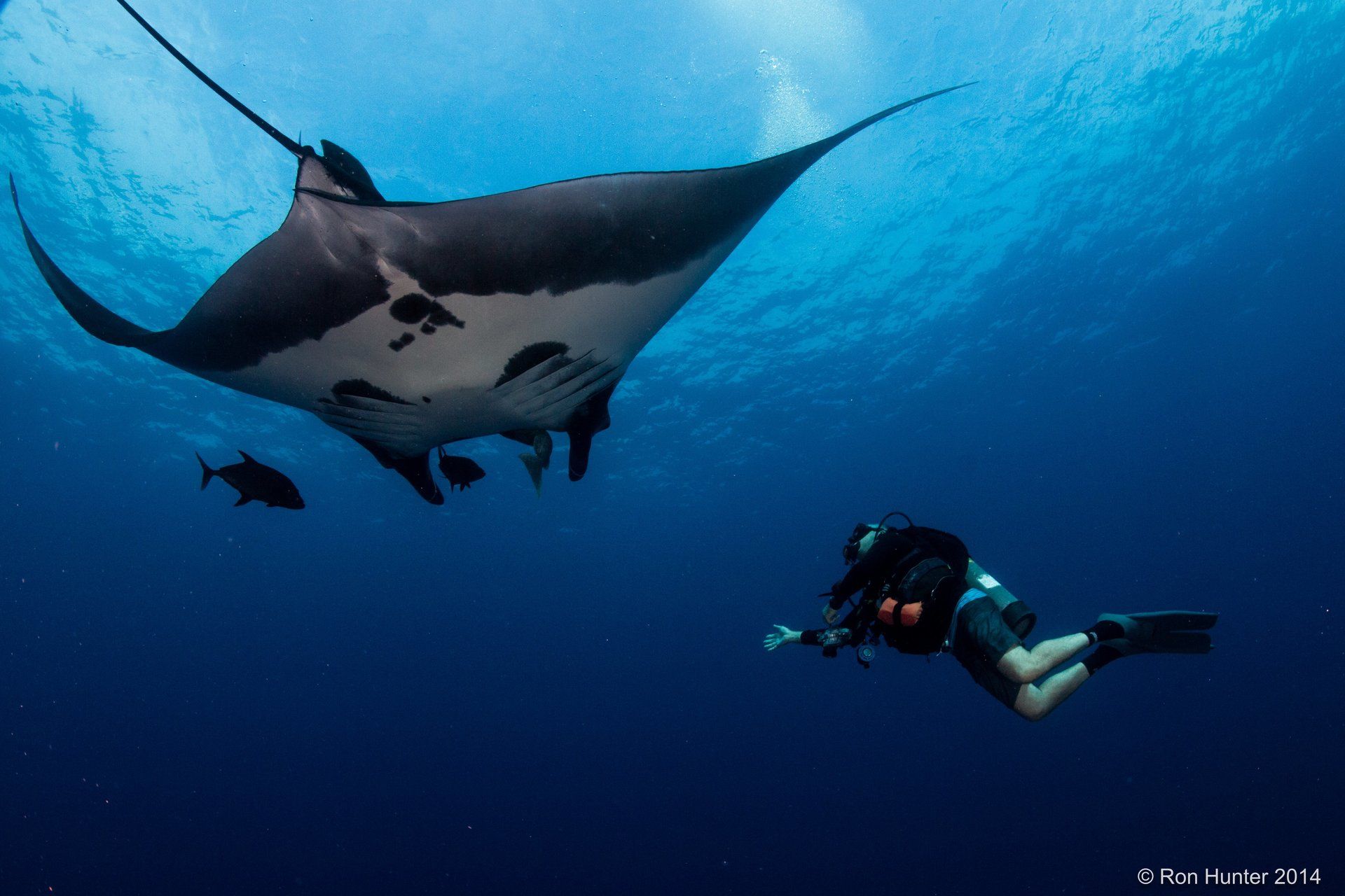 Giant manta ray with a diver