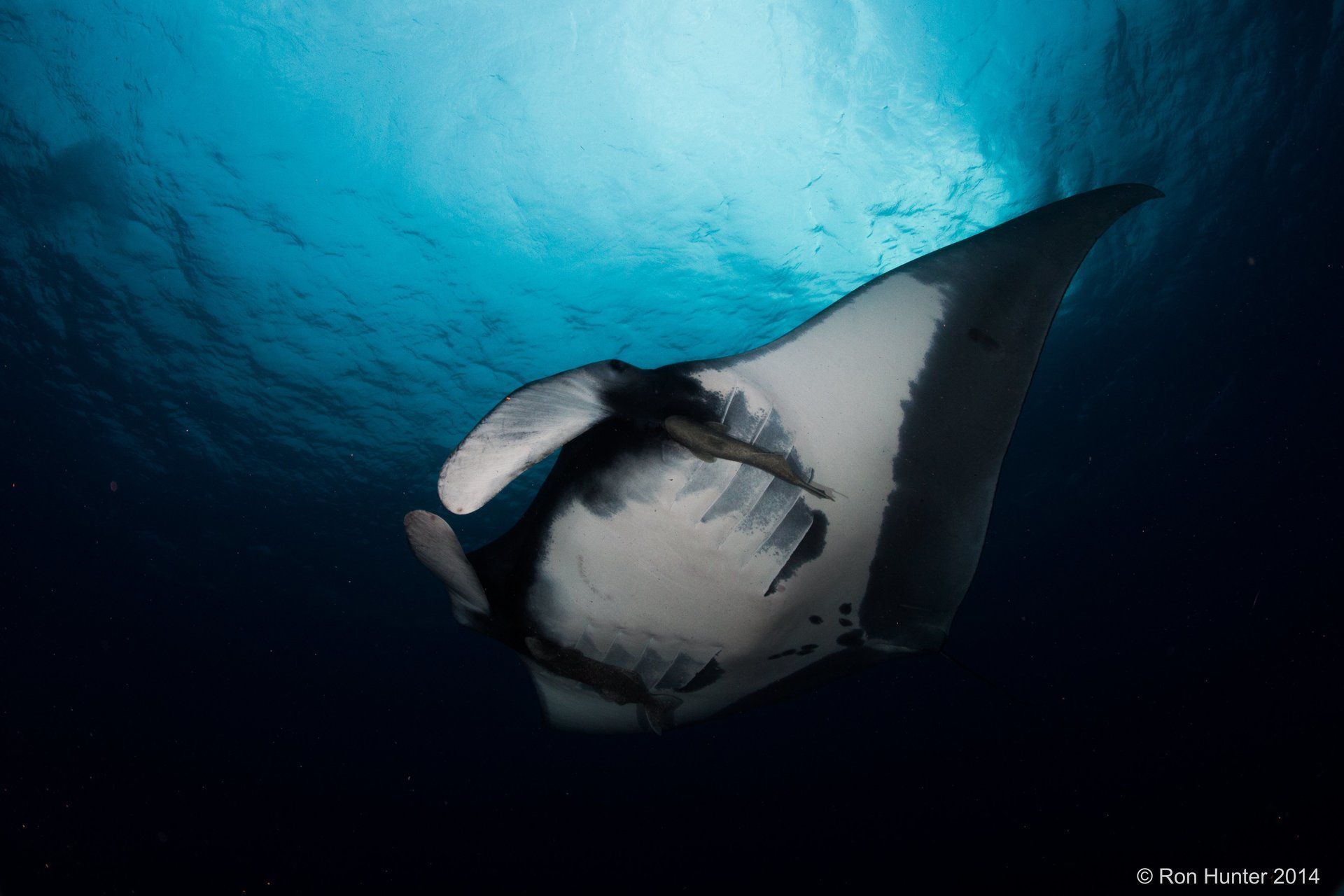 Manta Ray swimming by