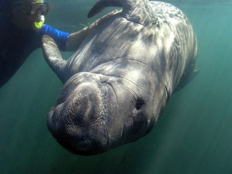 Manatee getting a belly rub