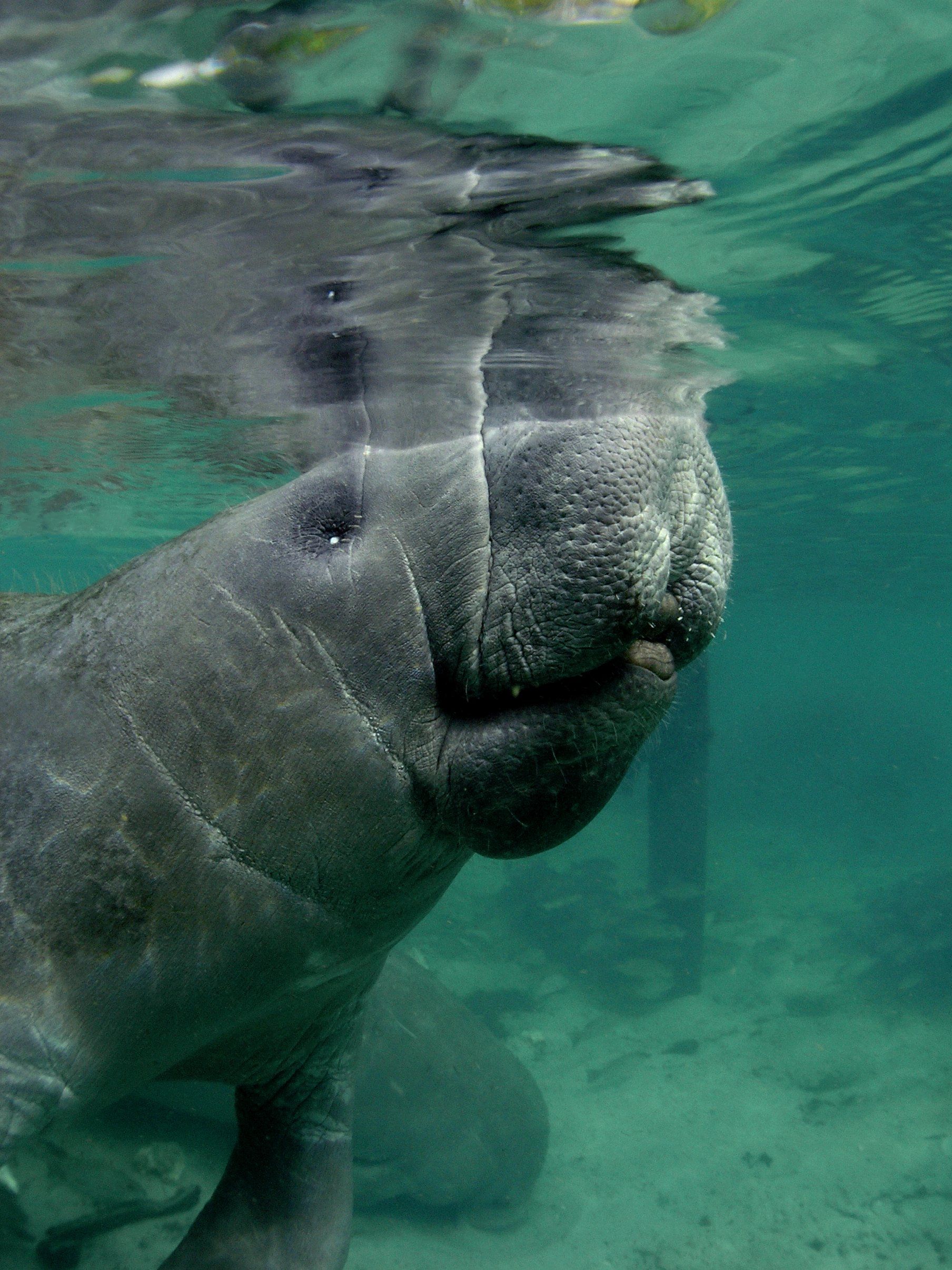 Close up of Manatee, at the surface