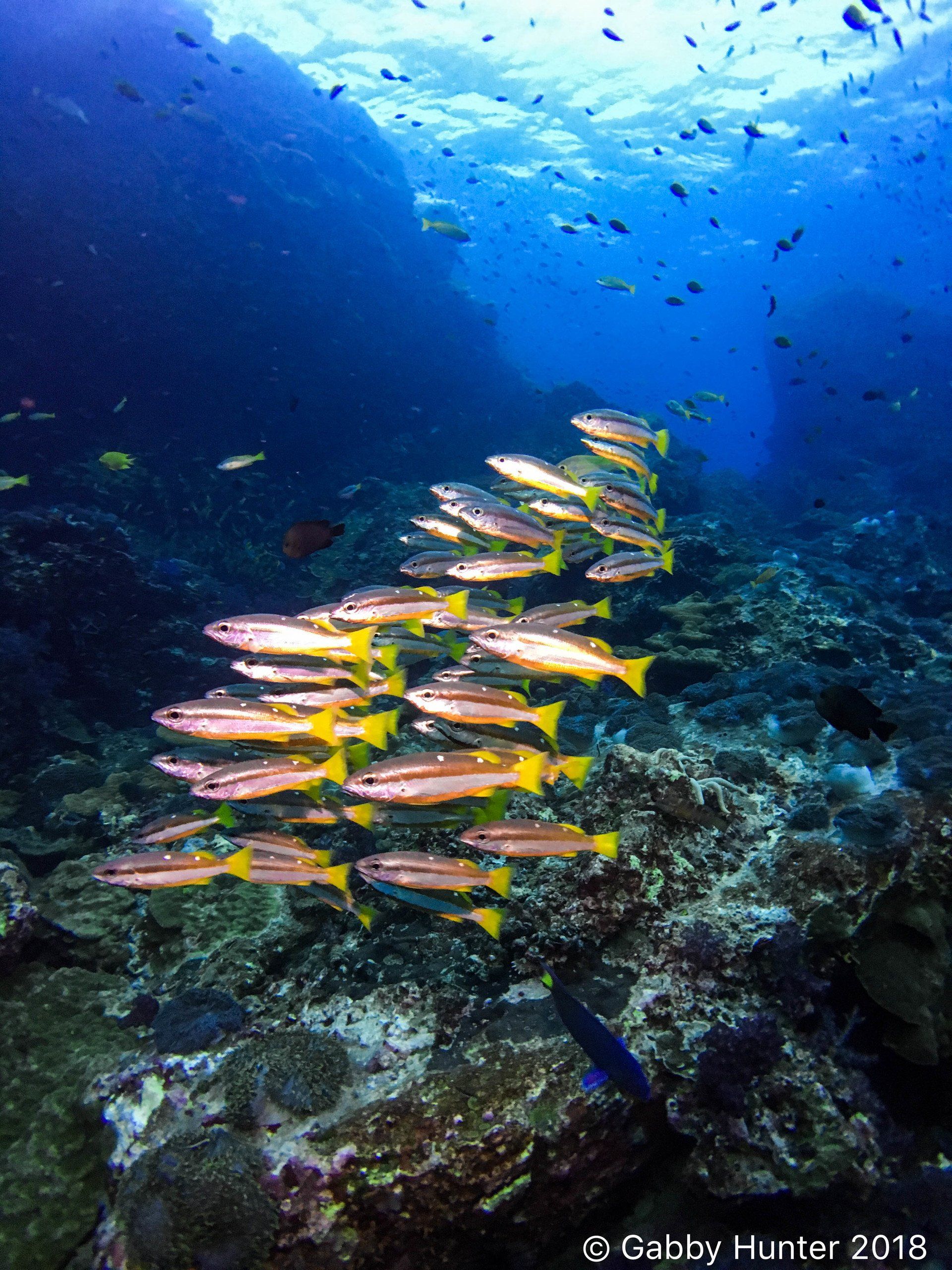 Shiny school of fish