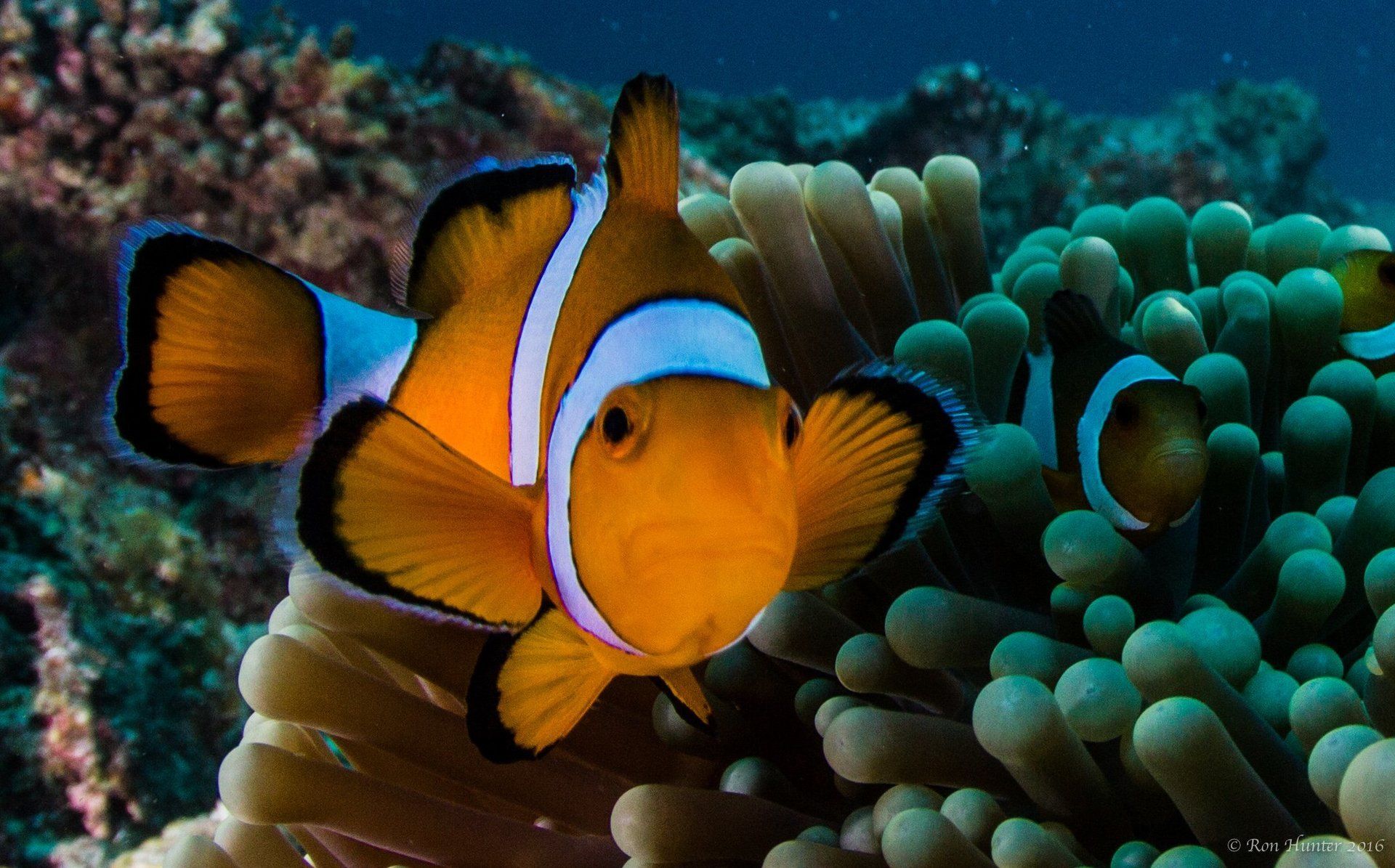 Close up of clown fish and anemone