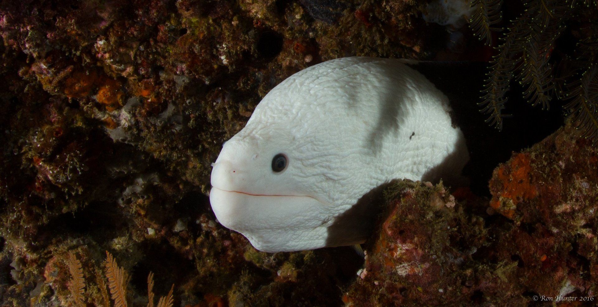 White eel peering out