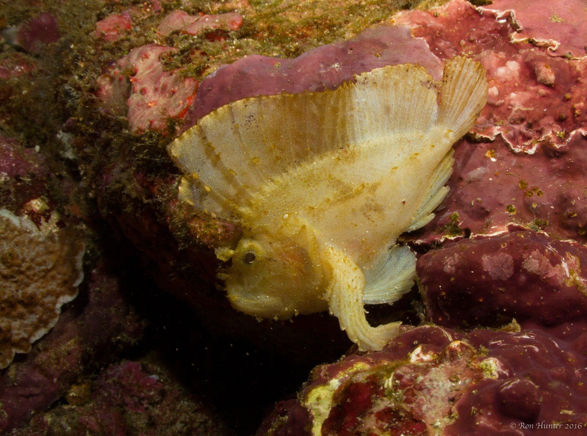 Yellow frogfish walking around