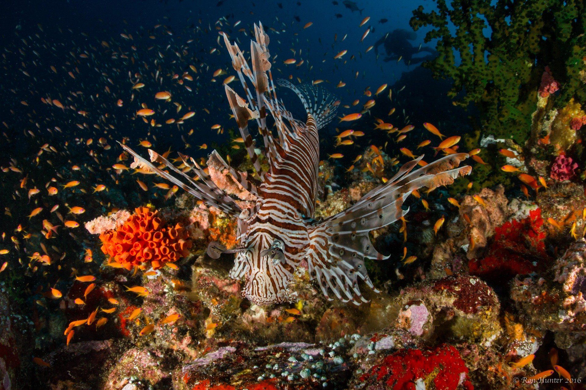 Night dive with a lion fish and colourful coral