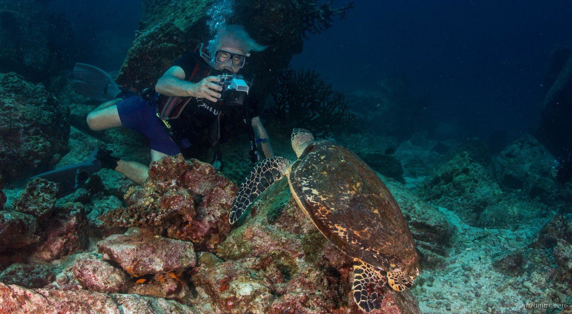 Turtle and diver