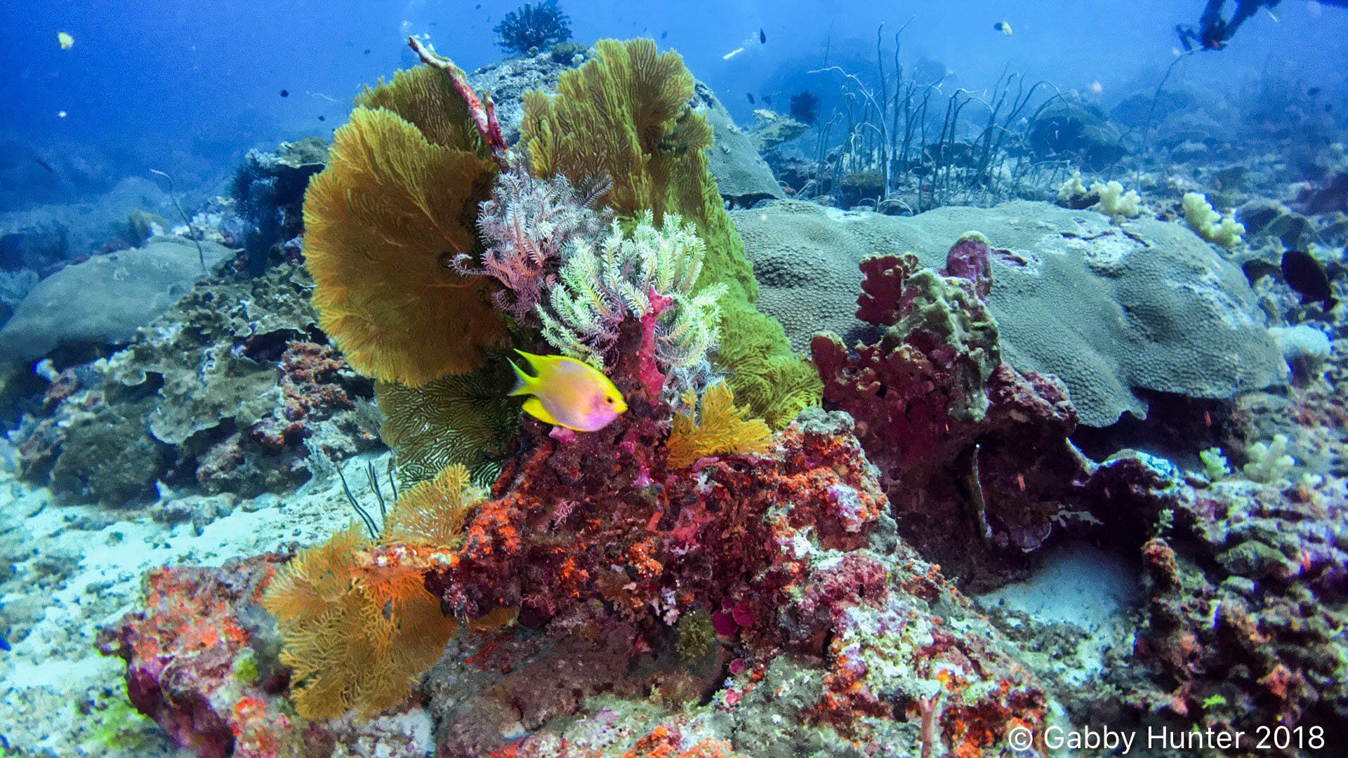 Colourful Coral and sea fans