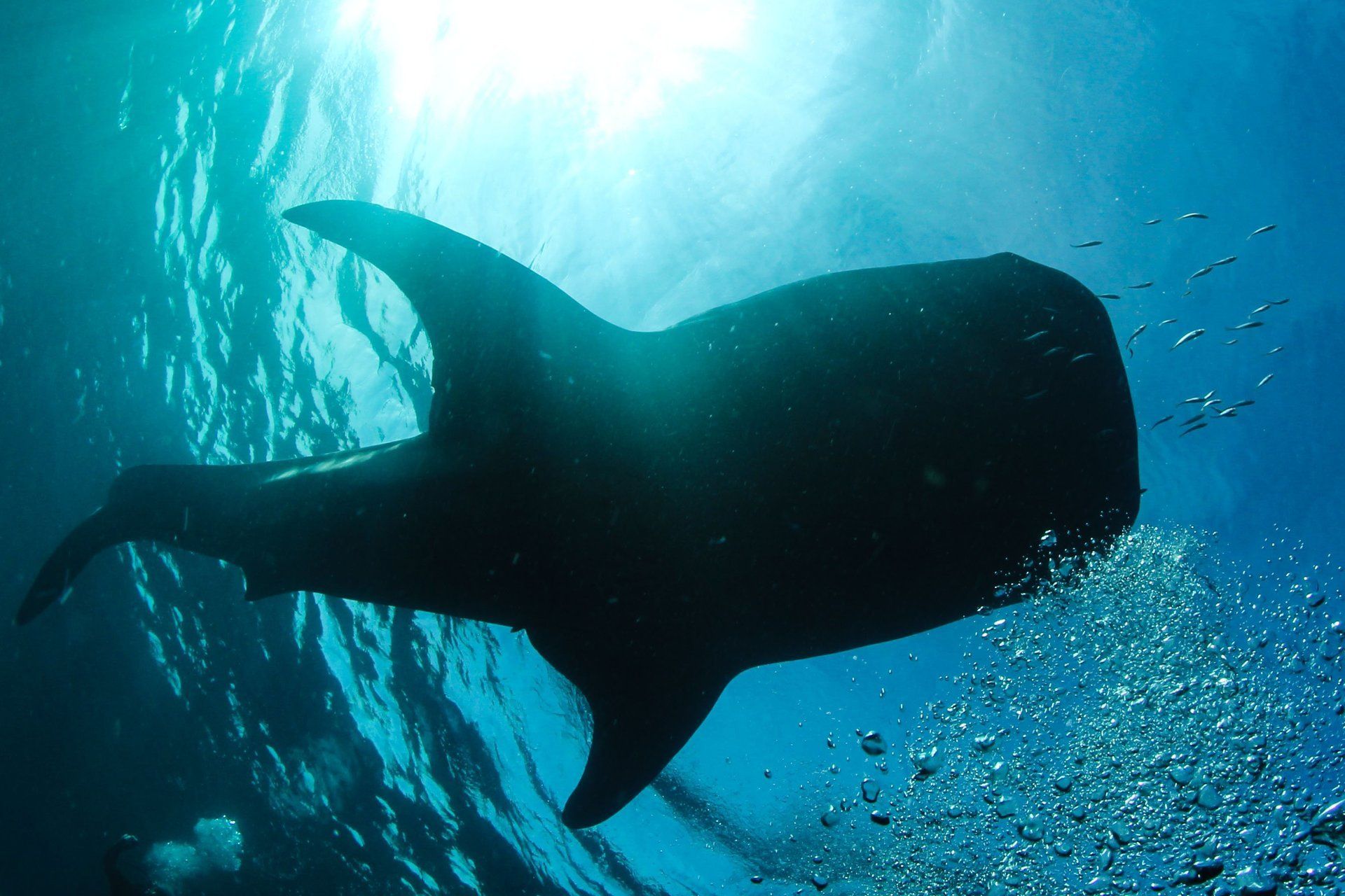 Silhouette of a whaleshark