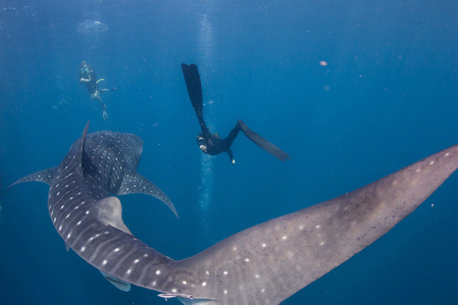 Freediver swimming alongside a whaleshark