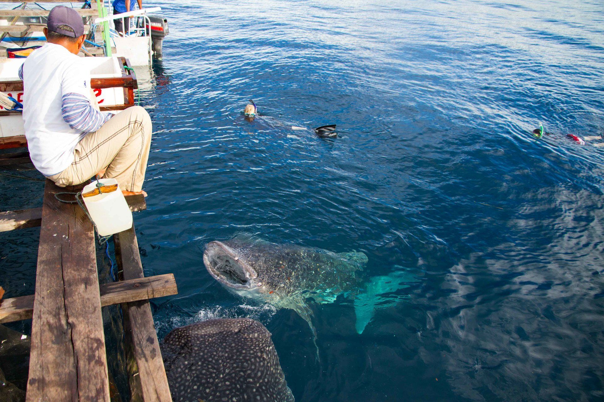 From the fishing boat looking down at a whaleshark eating fish