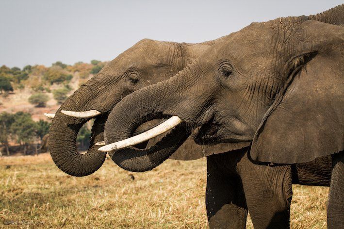 Two elephants eating, trunks in mouth