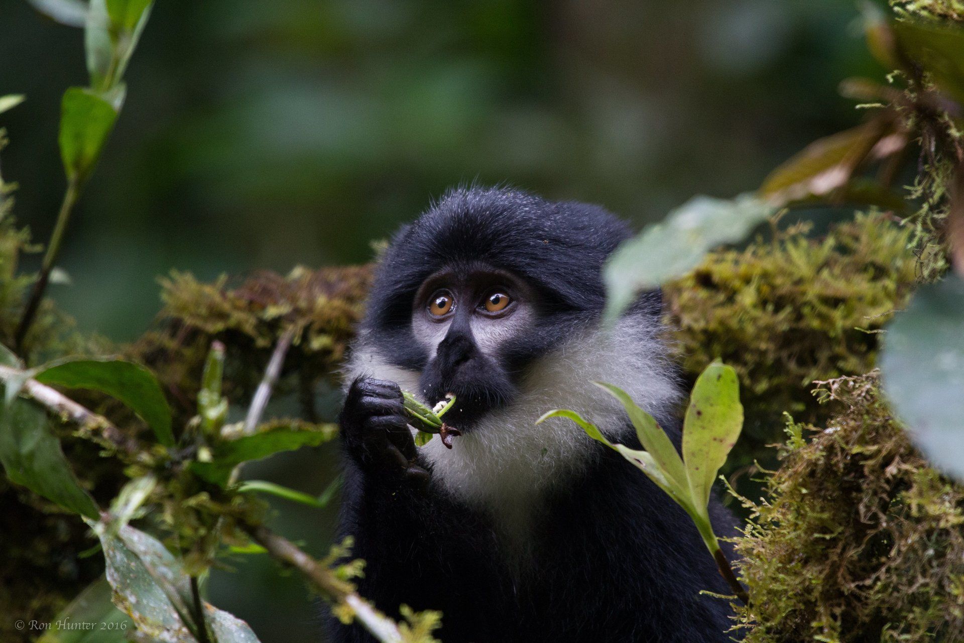 Black and whit African Monkey in the trees, eating