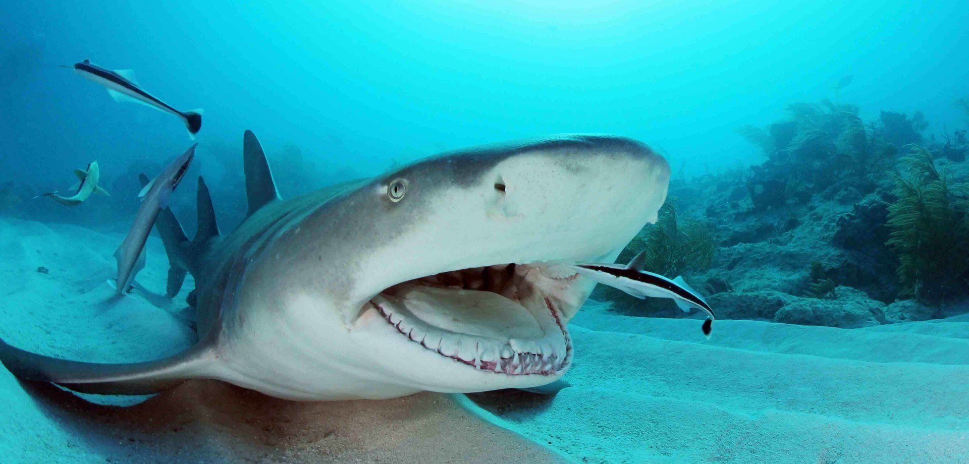 Lemon Shark getting his teeth cleaned by a Remora