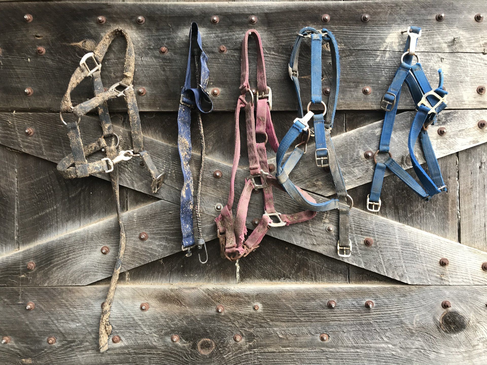 Photo: Horse tack on barn door