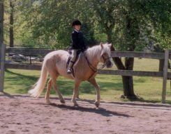 Photo: Horse -