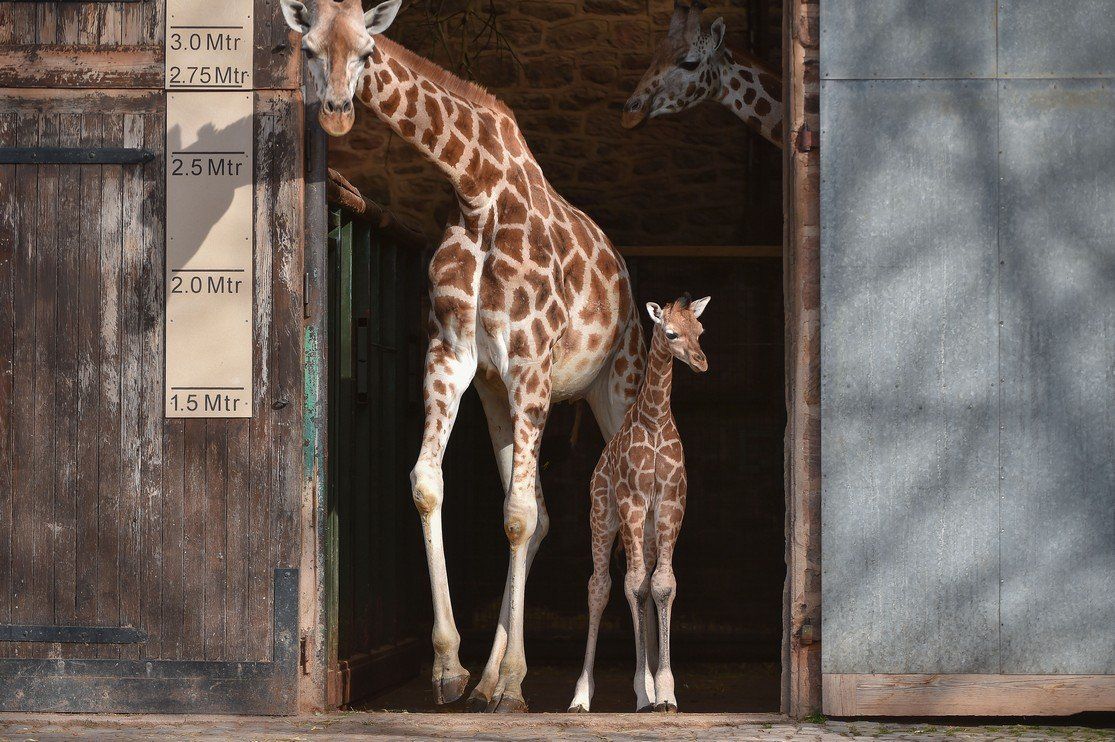 Giraffes in the zoo
