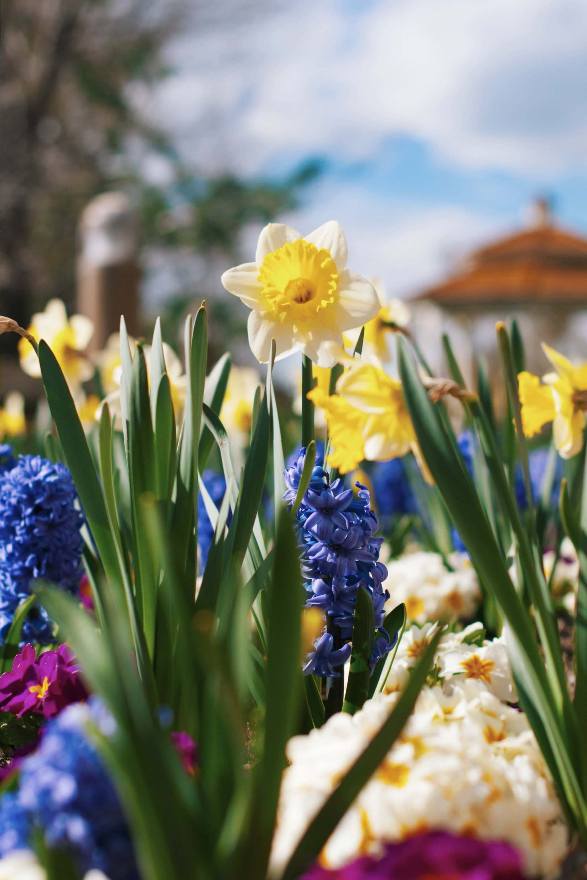 funeral services San Diego garden flowers
