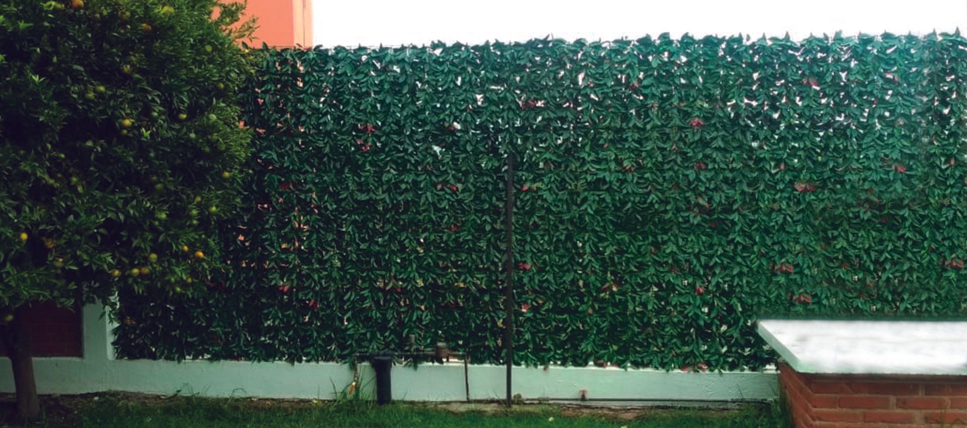 Muro verde fachada