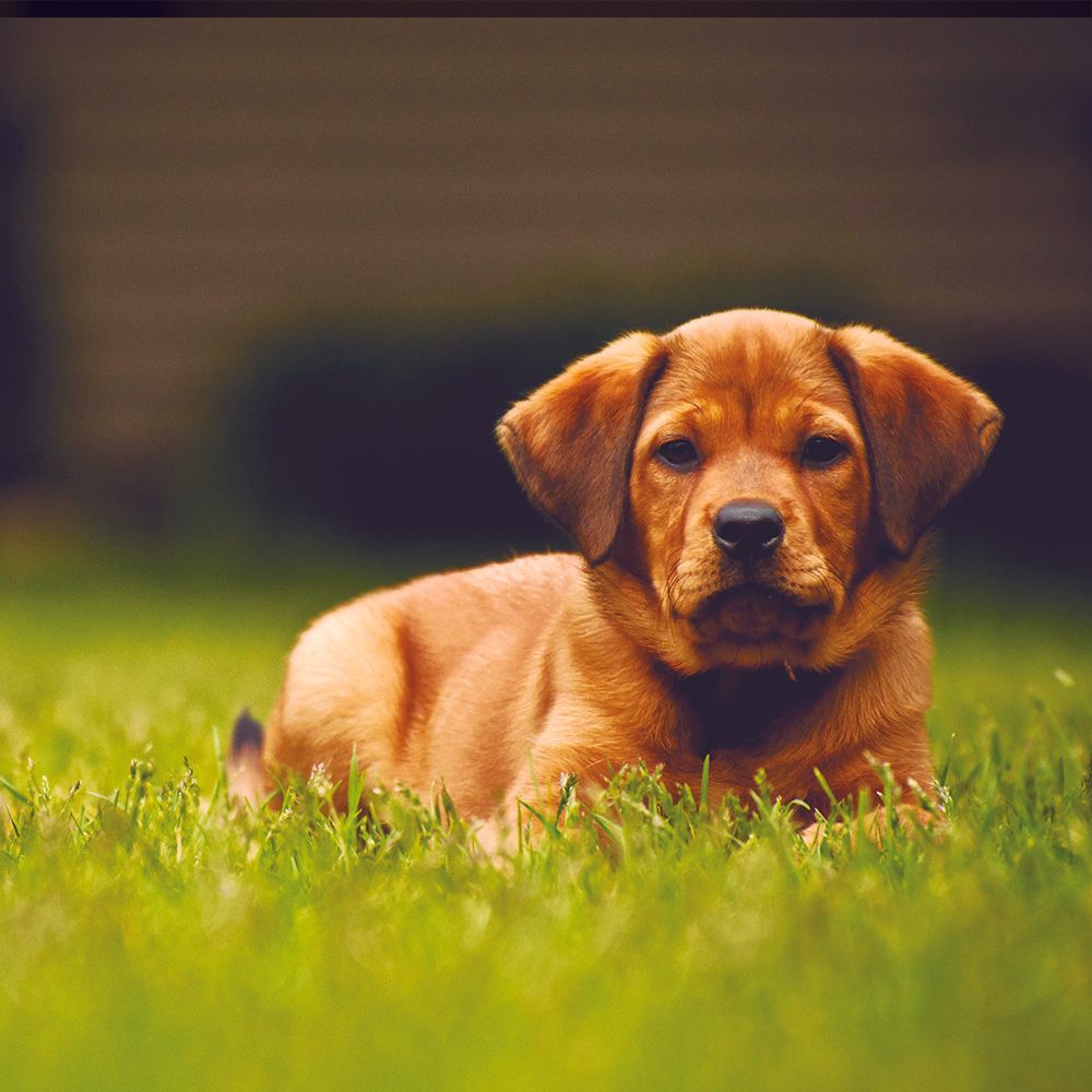Pasto decorativo Pet
