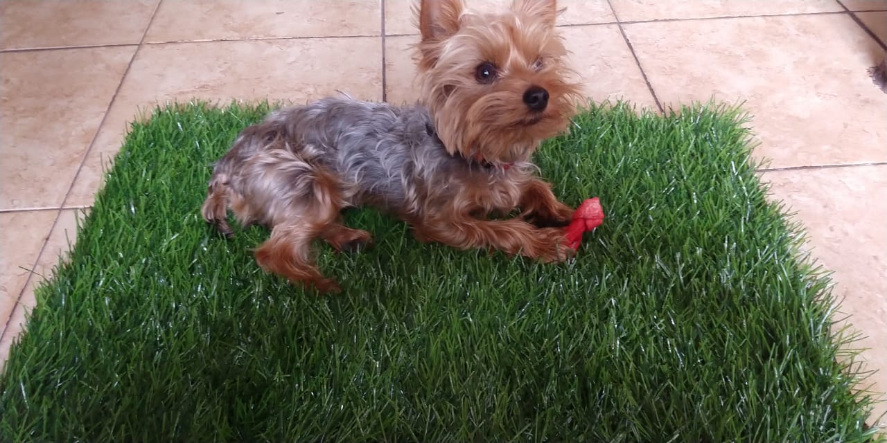 Tapete cama mascota