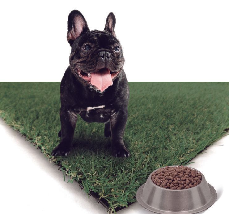 Tapete entrenador para mascota