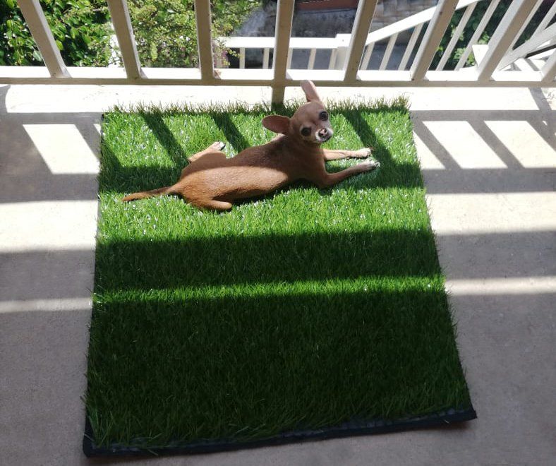 Tapete para perro