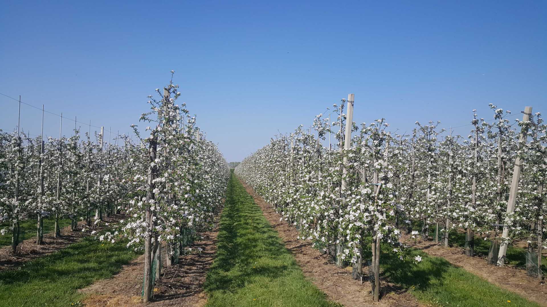 Rijen bloeiende fruitbomen onder een helderblauwe hemel, met een groen pad ertussen.