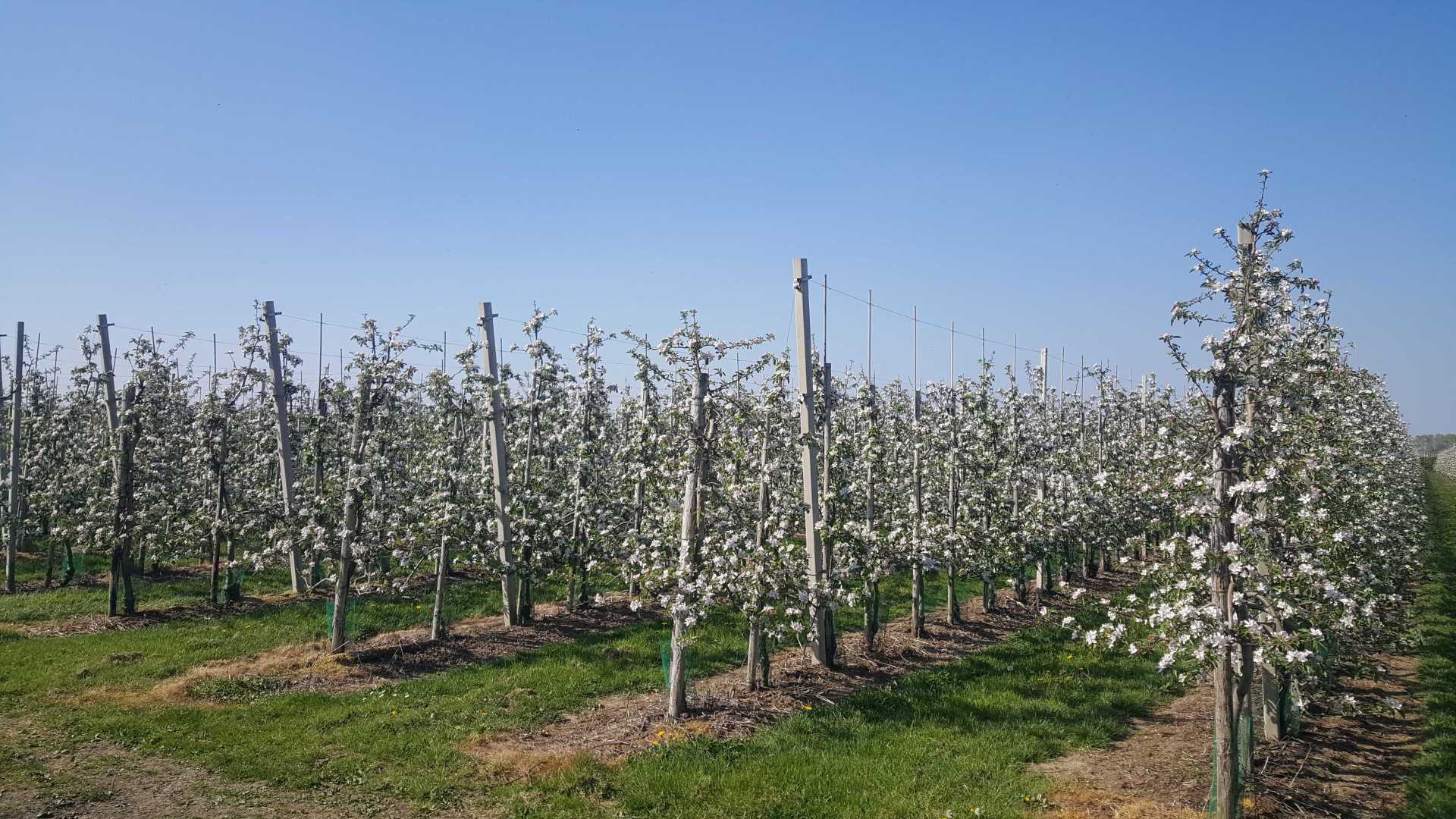 Rijen witbloeiende fruitbomen onder een helderblauwe hemel, met gras tussen de rijen.