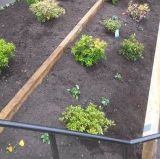 freshly planted shrubs