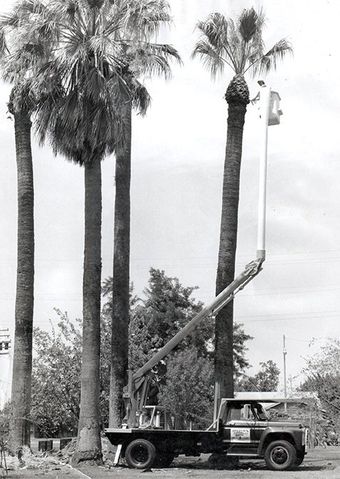 Tree Transplanting — Arnolds Newspaper Article in Hanford, CA