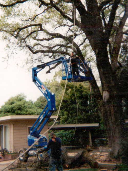 Tree Equipment  — Worker Using Machine On Cutting Tree in Hanford, CA