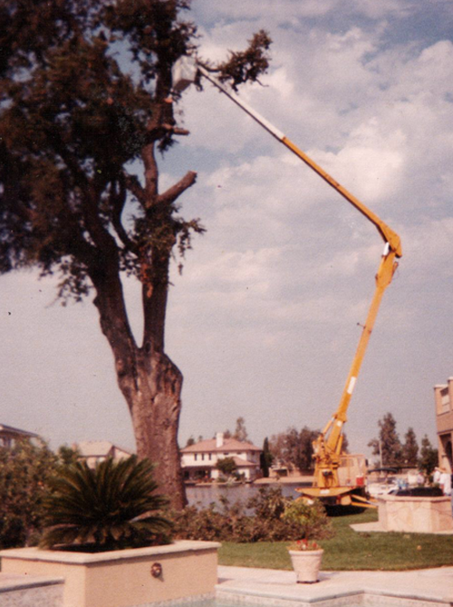 Tree Pruning — Cleaning Cut Tree in Hanford, CA