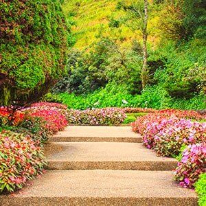 Tree Care — Gardening in Lexington, KY